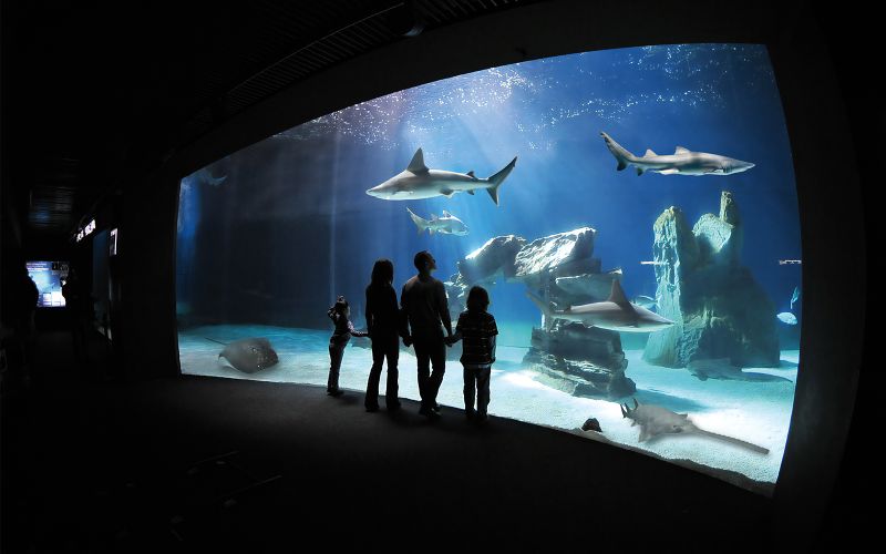 Billet Billets pour l'aquarium de Gênes avec déjeuner