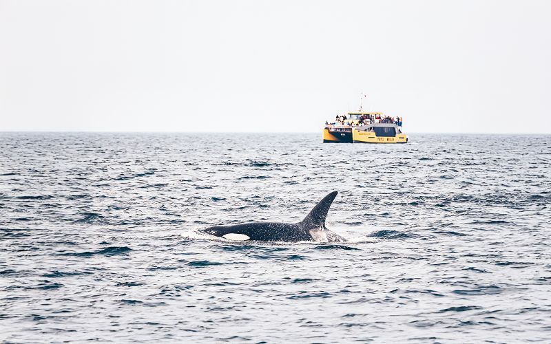 Billet Observation des baleines à Victoria en bateau couvert