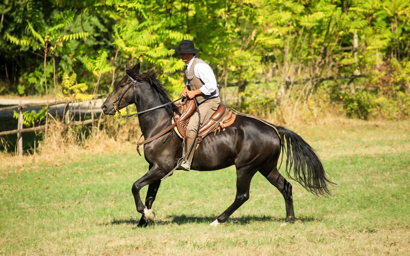 Billet Billets pour une randonnée à cheval d'une heure et demie à partir de Sienne