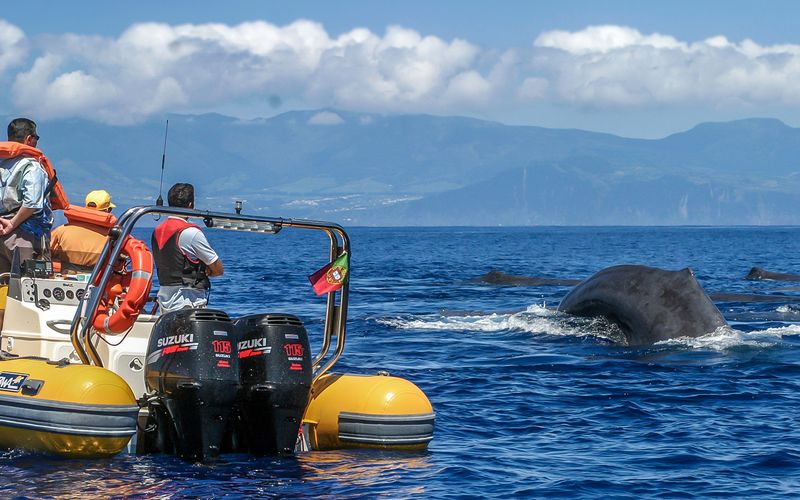 Billet Açores : Observation des baleines et excursion en bateau sur un îlot avec un biologiste marin
