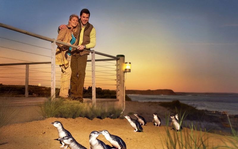 Billet À partir de Melbourne : Parade des pingouins Phillip Island visite guidée l'après-midi