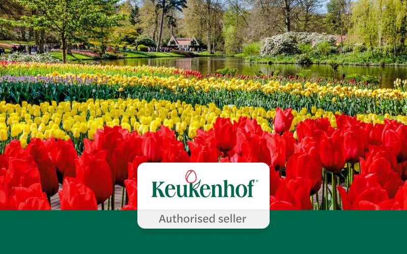 Billet Depuis Amsterdam : Visite guidée du Keukenhof par un expert avec transferts aller-retour