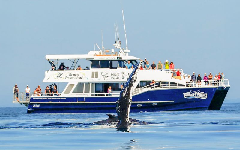Billet À partir de Hervey Bay : Croisière d'une demi-journée pour observer les baleines
