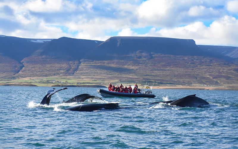 Billet Depuis Akureyri : Excursion d'observation des baleines en bateau pneumatique semi-rigide