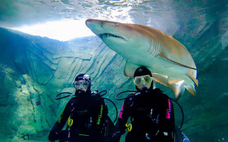 Billet Billets pour Shark Dive Xtreme à l'aquarium SEA LIFE Sydney