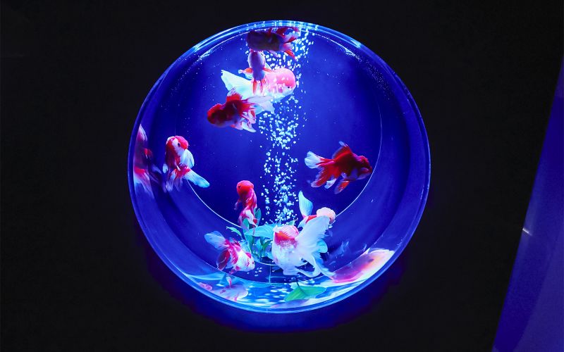 Billet Billets pour le musée Art Aquarium de Ginza