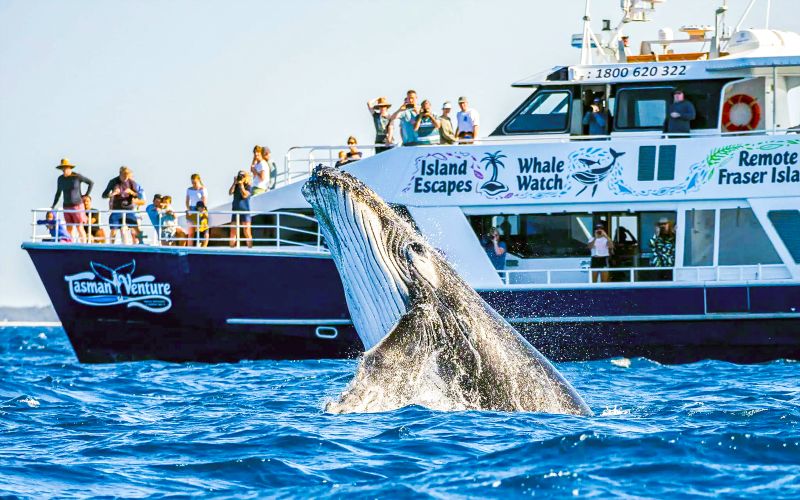 Billet À partir de Hervey Bay : Croisière d'observation des baleines à K'gari (Fraser Island)