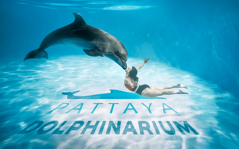 Billet Dolphinarium Pattaya - Nager avec les dauphins