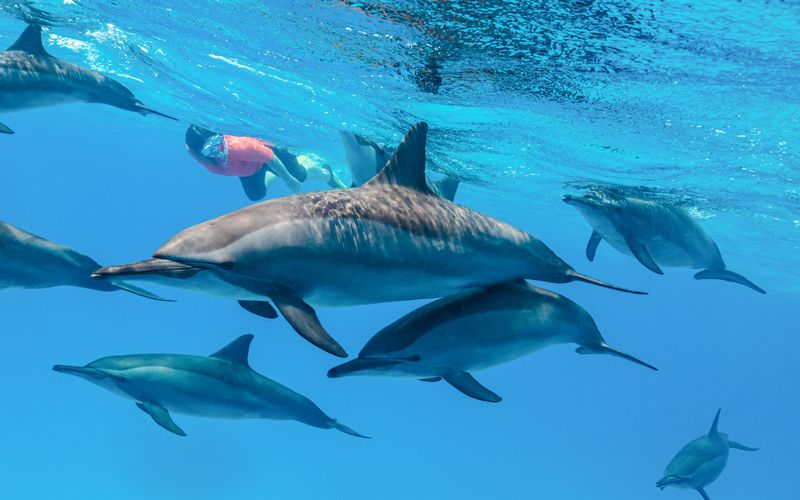 Billet Île Kangourou : Visite en bateau avec plongée au tuba et nage avec les dauphins et les otaries