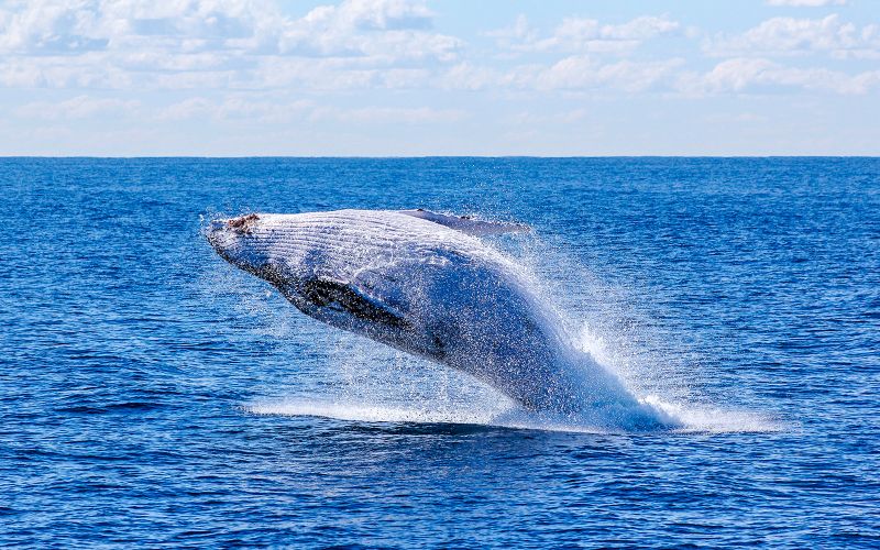 Billet Reykjavik : Observation des baleines sur un yacht de luxe