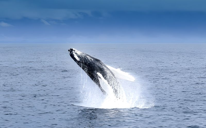 Billet Akureyri : Excursion en bateau pour observer les baleines