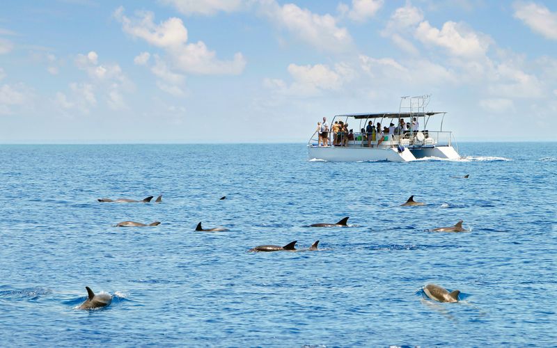 Billet Croisière d'observation de la faune sur l'île Kangourou