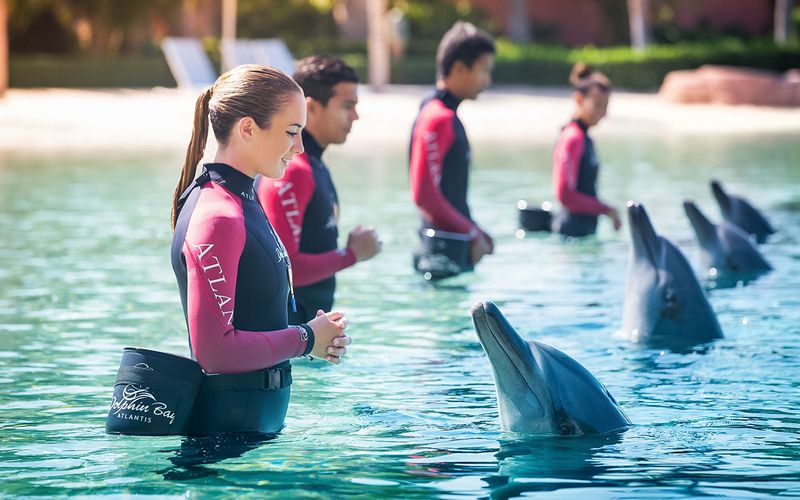 Billet Billets pour le parc aquatique Aquaventure avec rencontre avec les dauphins