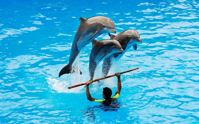 Billet Dubai Dolphinarium : Billets pour le spectacle des dauphins et des phoques avec choix de suppléments