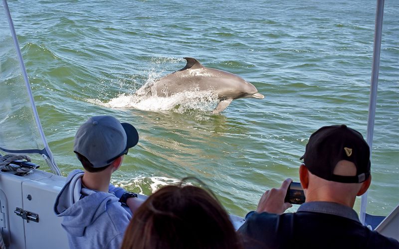 Billet À partir de Mandurah : Croisière panoramique pour les dauphins