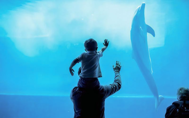 Billet Combo : Billets pour l'aquarium de Gênes + croisière d'observation des cétacés dans le sanctuaire Pelagos