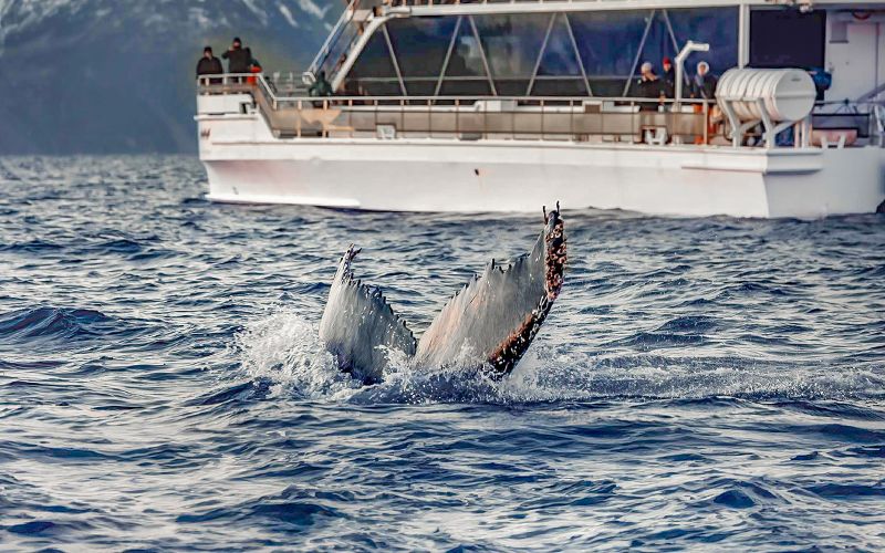 Billet Depuis Tromsø : Observation des baleines à bord d'un catamaran hybride-électrique