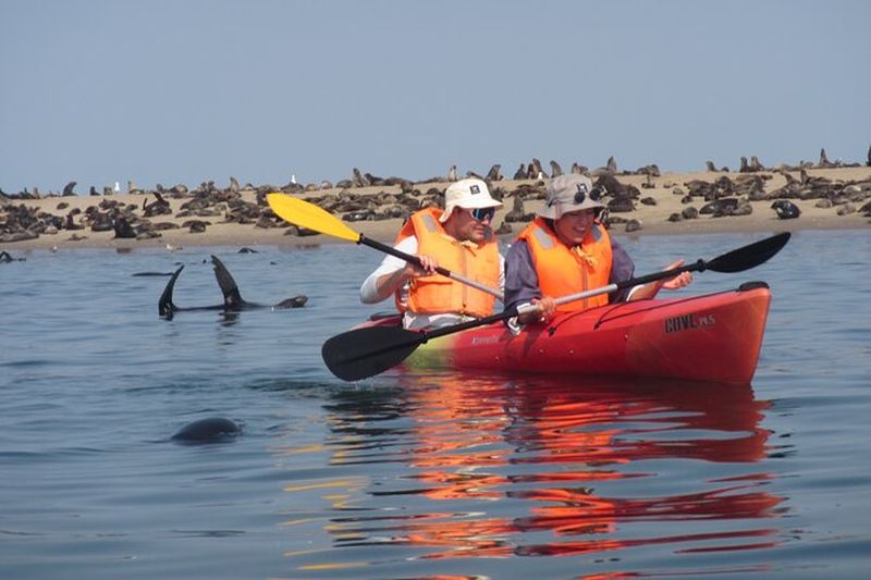 Billet Excursion en kayak à Pelican Point à Walvis Bay