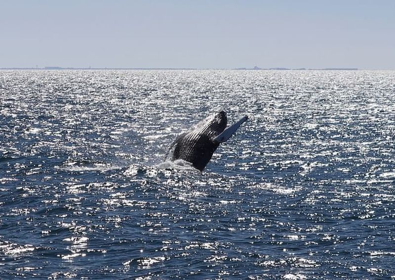 Billet Excursion d'observation des baleines au départ de Reykjavik