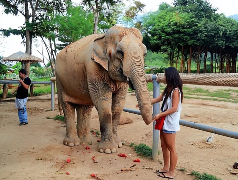 Billet Visite du sanctuaire des éléphants à Pattaya