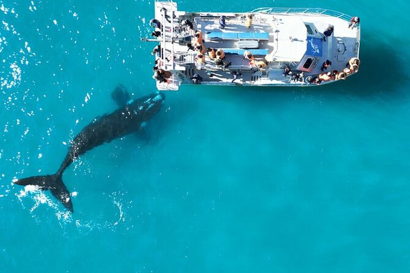 Billet Excursion en bateau pour observer les animaux marins depuis Le Cap