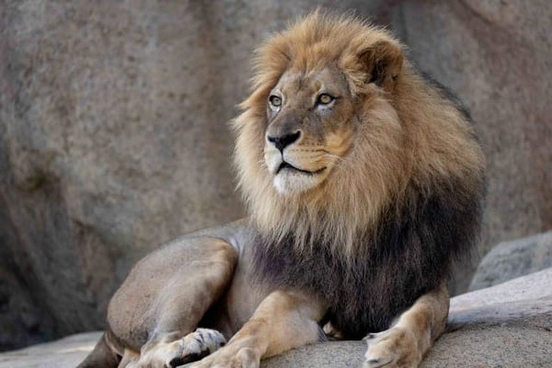 Billet Billets pour le zoo d'Atlanta