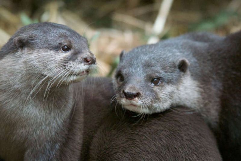 Billet Billets pour le zoo de Melbourne