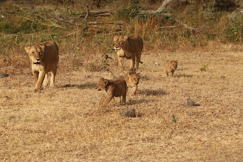 Billet Safari de 3 jours en Tanzanie au départ d'Arusha