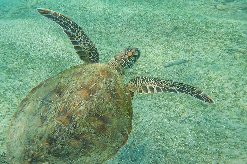 Billet Excursion privée de snorkeling avec des tortues à Galle
