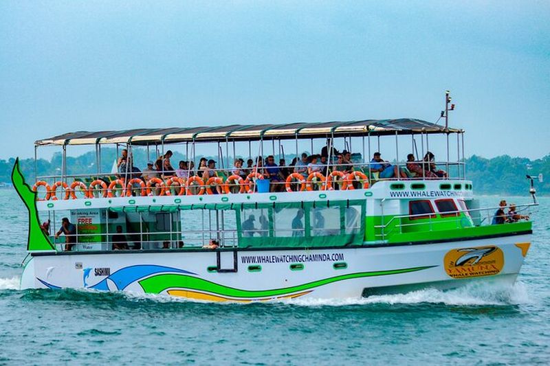 Billet Croisière d'observation des baleines et des dauphins à Galle