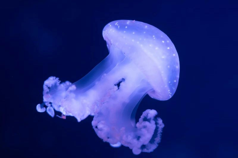 Billet Passe annuel pour l'Aquarium de Paris