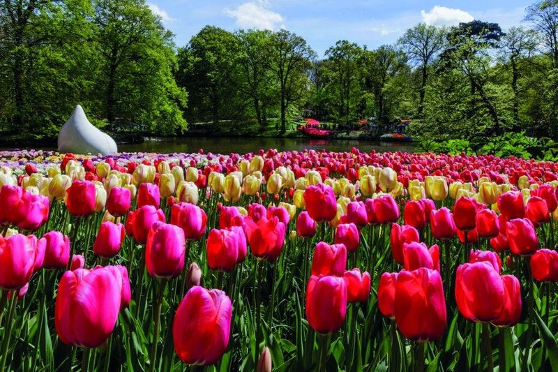 Billet Excursion à Keukenhof depuis Amsterdam avec croisière autour des moulins