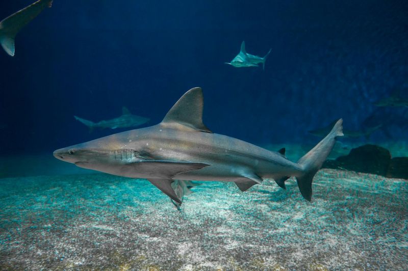 Billet Billets Aquarium de Gênes + Musée de la Mer Galata