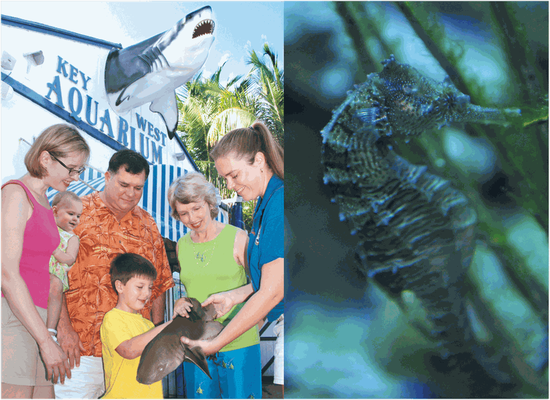Billet Billets pour l'Aquarium de Key West