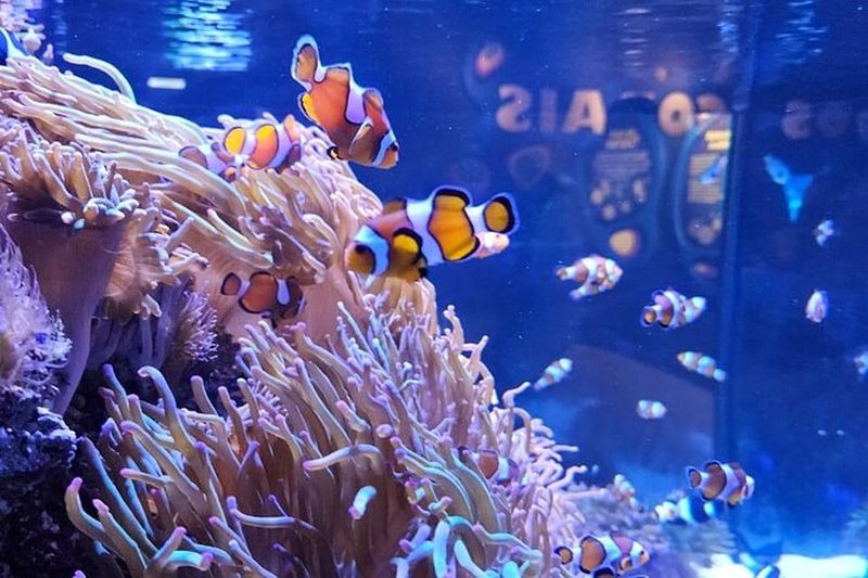 Billet Visite du Boulevard Olympique avec billets pour Aqua Rio à Rio de Janeiro