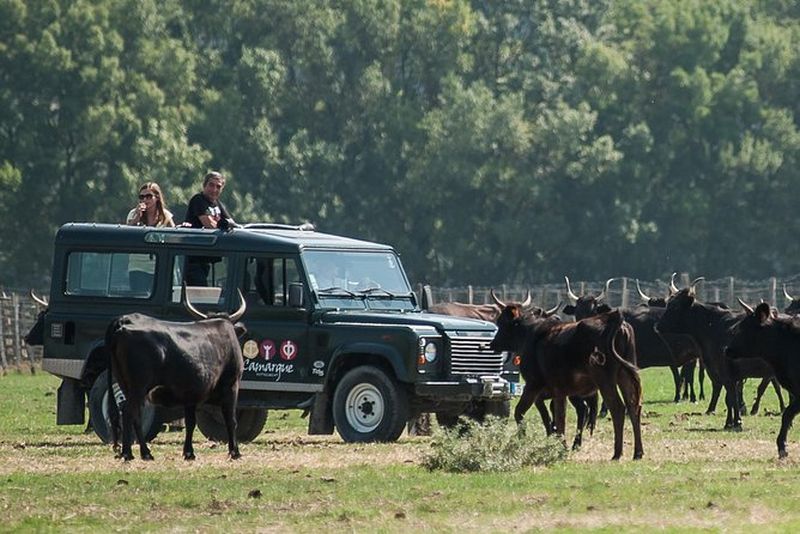Billet Balade en jeep dans la nature de Camargue