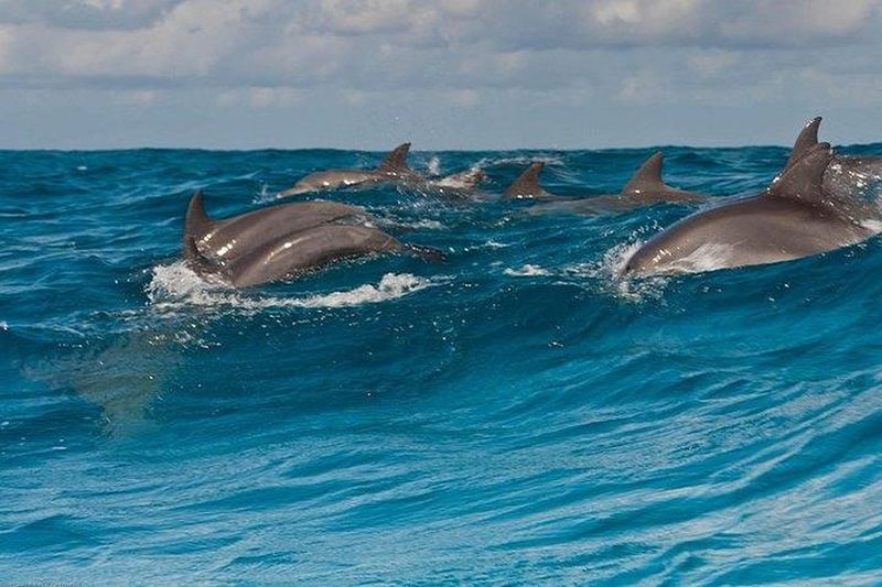 Billet Balade en bateau avec observation des dauphins et snorkeling à Zanzibar