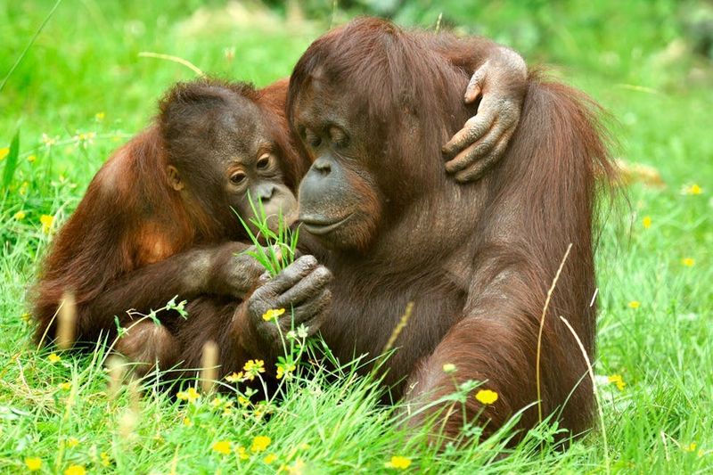 Billet Billets pour le zoo et l'aquarium de Cologne