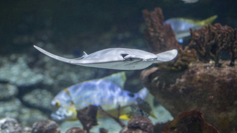 Billet Billets pour le Seaquarium au Grau-du-Roi Montpellier