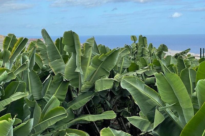 Billet Visite guidée du Musée de la Banane à Gran Canaria