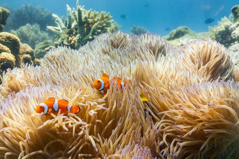 Billet Excursion à Fitzroy Island depuis Cairns