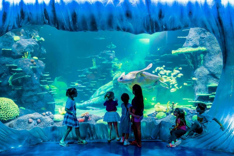 Billet Billets pour l'aquarium Sea Life de Sydney