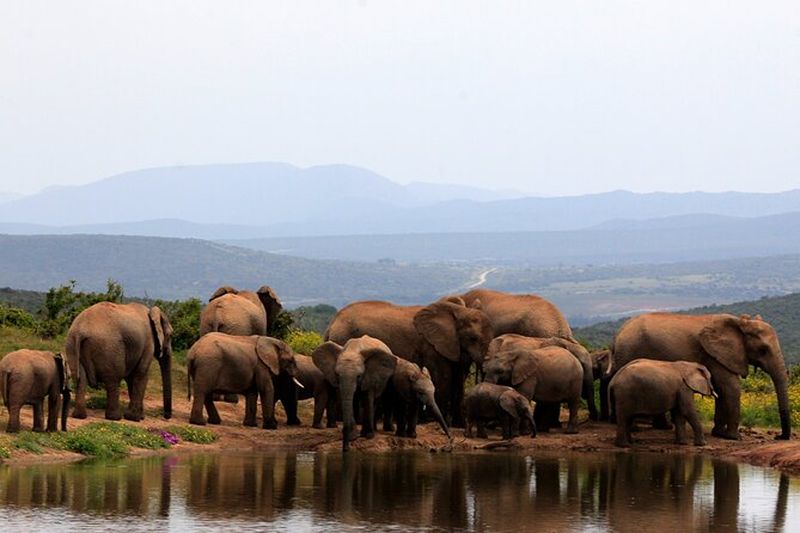 Billet Safari dans le Parc National des Éléphants d'Addo à Port Elizabeth