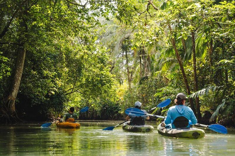 Billet Excursion en kayak dans les mangroves de Quepos