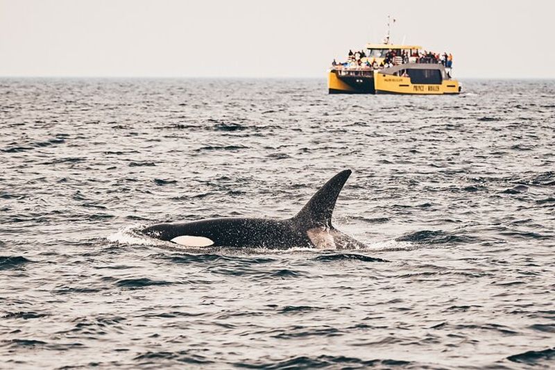 Billet Croisière d'observation des baleines à Victoria