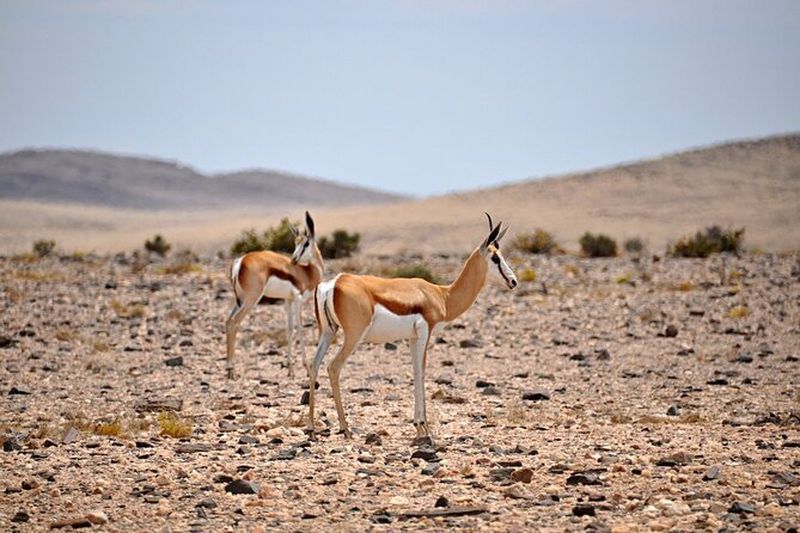 Billet Excursion dans le désert du Namib au départ de Walvis Bay