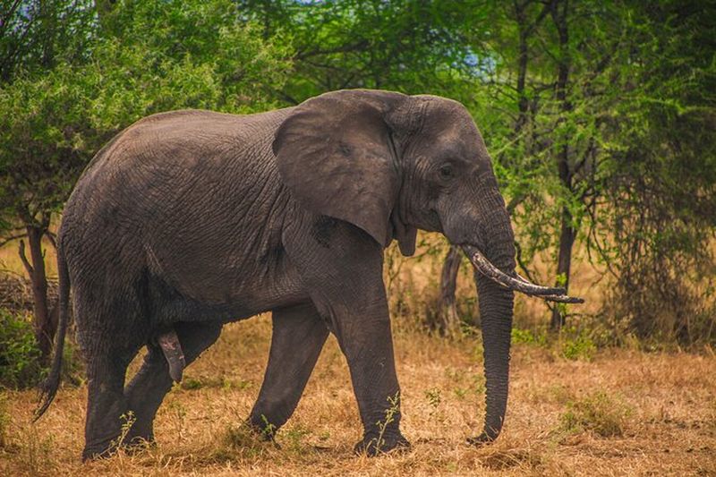Billet Excursion safari au Parc National de Mikumi depuis Zanzibar