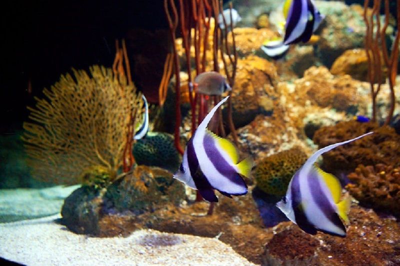 Billet Billets pour Underwater World à Pattaya