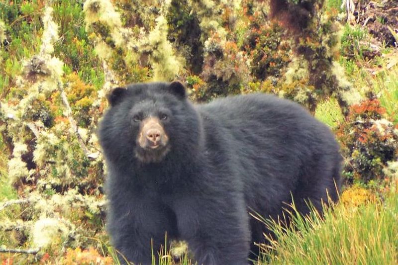 Billet Excursion au Parc Naturel Chingaza depuis Bogotá