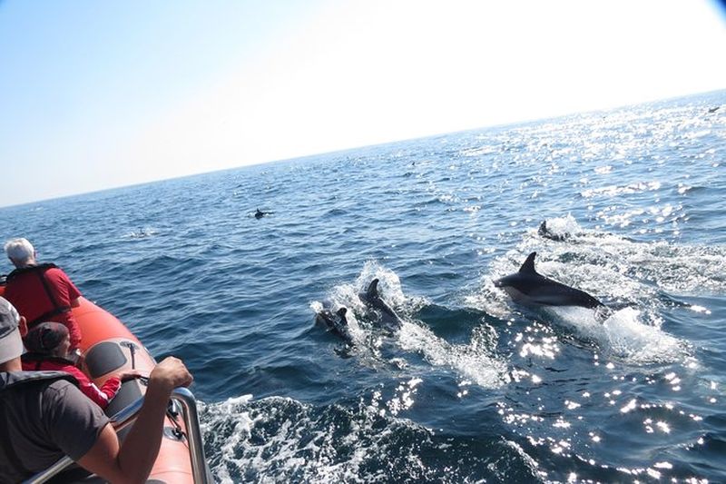 Billet Croisière d'observation des dauphins à Nazaré